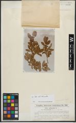Foto von Salix arbuscula L.